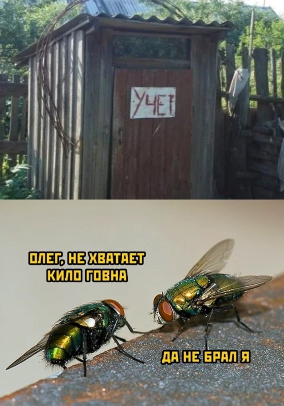 Создать мем: анекдоты приколы, муха и пчела, приколы юмор