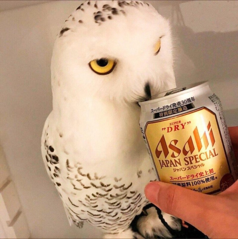 Create meme: owl , drunk owl , white owl owl