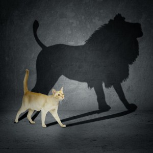 Create meme: cat, cat lion, shadow cat