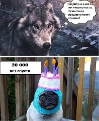Создать мем: собака в шапке мем, мем волк, собака волк