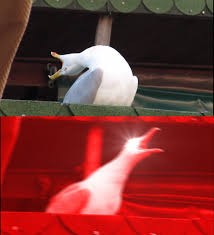 Create meme: Meme take a deep breath, a deep breath, screaming Seagull
