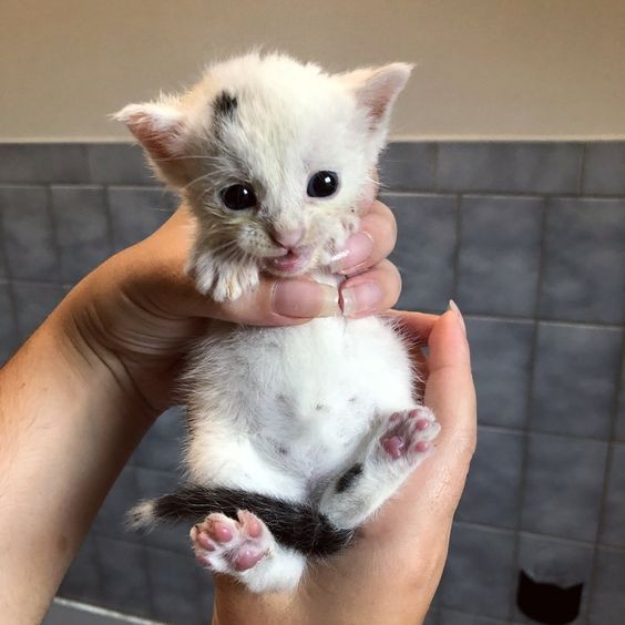 Create meme: kitties , white kitten , cat 