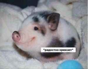 Create meme: the cutest pig in the world, cute pigs pictures, mini pig cub