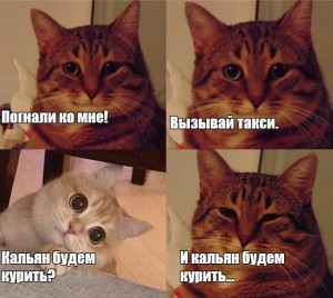 Create meme: meme cat , cat , Cat 