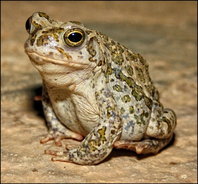 Create meme: an ordinary toad, toad , The Central Asian toad