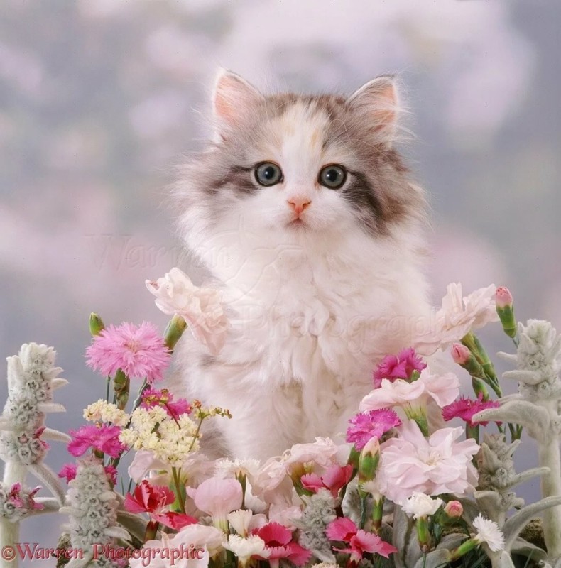 Создать мем: цветы котики, нежные котики, котик с цветочками