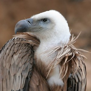 Create meme: bird scavenger vulture