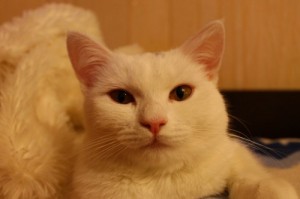 Создать мем: турецкая ангора, пропала кошка, као мани