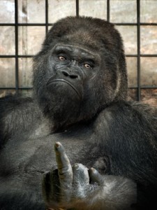 Создать мем: горилла самая большая обезьяна в мире, фото обезьяны показывающей средний палец, горилла самец