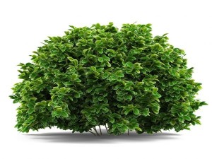 Create meme: tree on transparent background, green bushes, Bush
