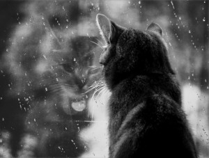 Create meme: the soul longing and sadness pictures, the picture rain sadness, autumn rain black and white photo