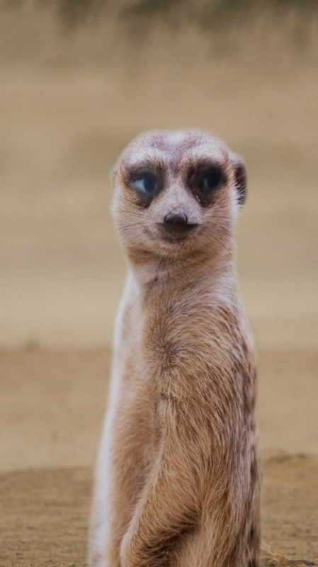 Create meme: meerkat , meerkat animal, the meerkat is cool
