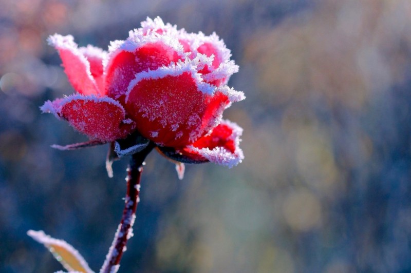 Create meme: frozen rose, snow flowers, winter flowers