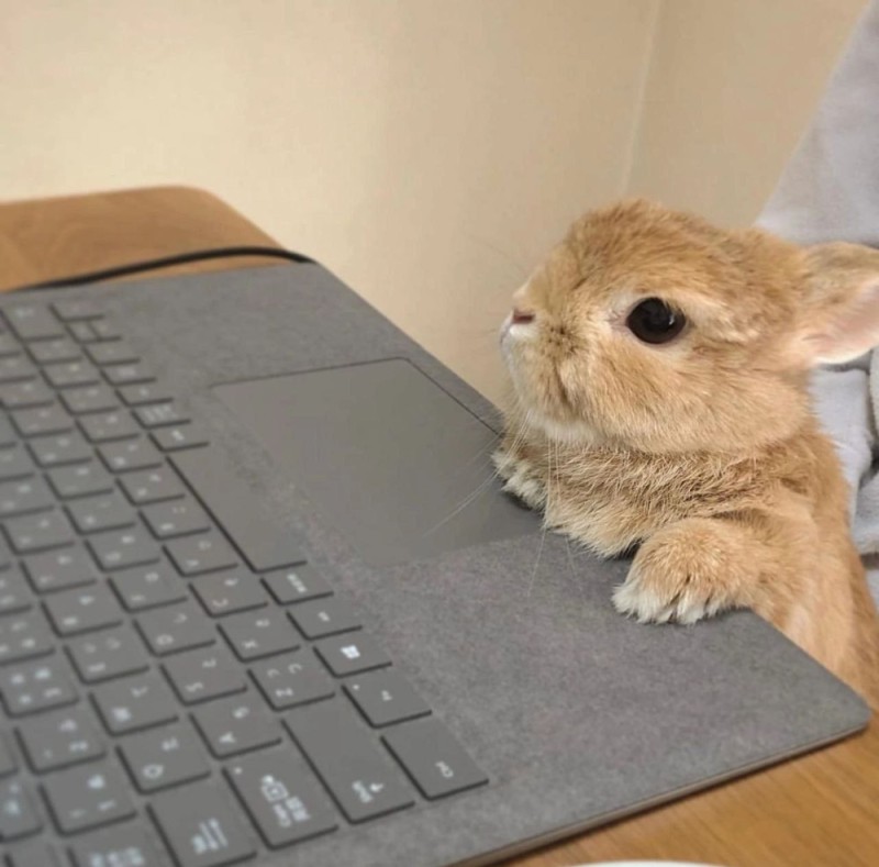 Создать мем: кролик милый, кролик смешной, карликовый кролик