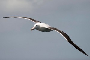 Create meme: martı, gull, southern Royal Albatross