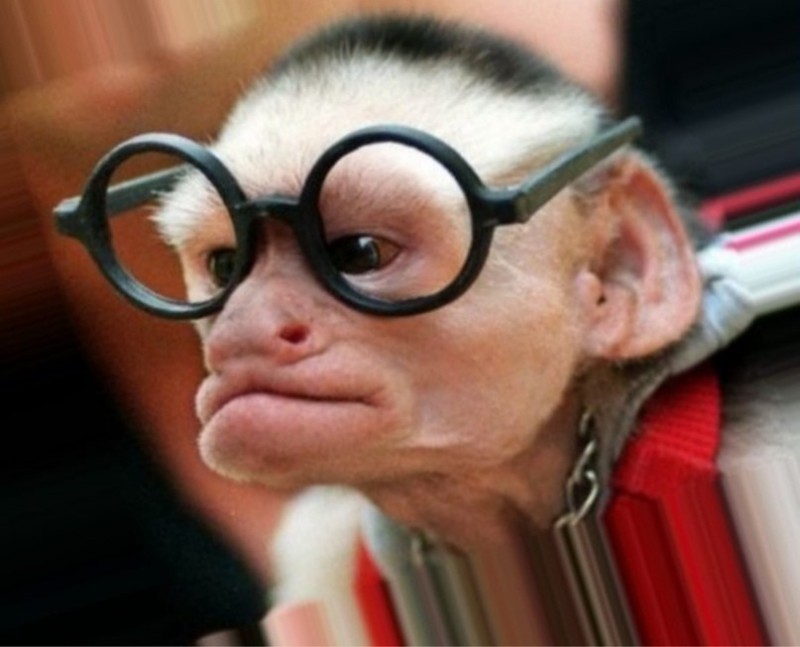 Create meme: A monkey with glasses, A monkey with glasses, A chimpanzee with glasses