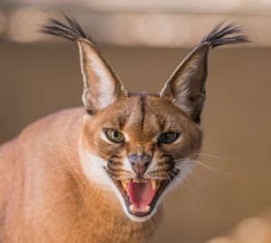 Create meme: Caracal