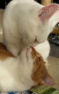 Создать мем: кот и кошка, кошка обнимает котенка, поцелуй от котика