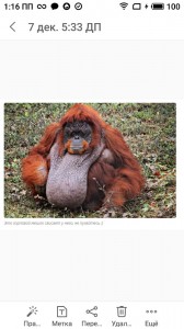 Create meme: klemantaski orangutan, bernaski orangutan