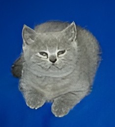 Create meme: british longhair cat, kittens , British cat 