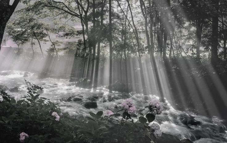 Create meme: forest in the morning, light in the forest, forest landscape
