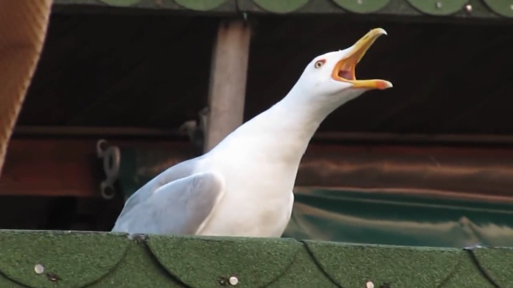 Create meme "screaming Seagull meme, Seagull , laughing gull.