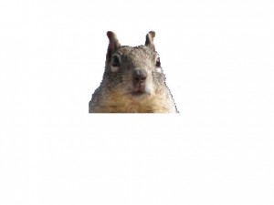 Создать мем: белочка, evil squirrel, белка из скретча