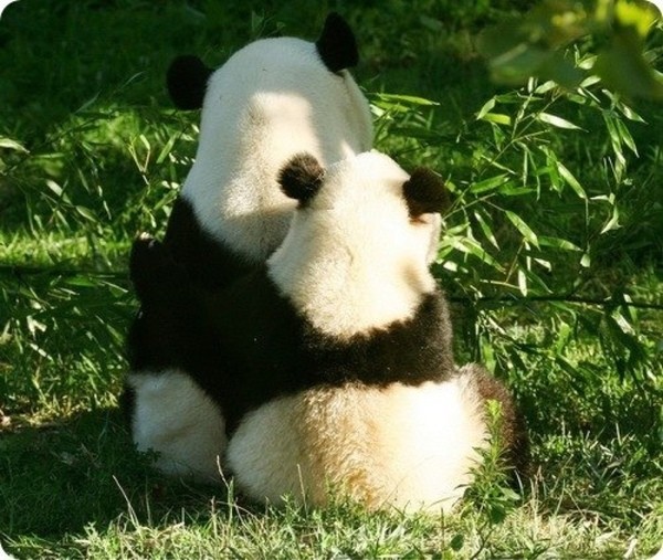 Создать мем: животные панда, панда панда, панда любовь