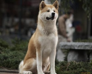 Create meme: the breed is Hachiko, waiting for Hachiko, the dog Hachiko