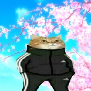 Create meme: the trick, the cat in the Adidas