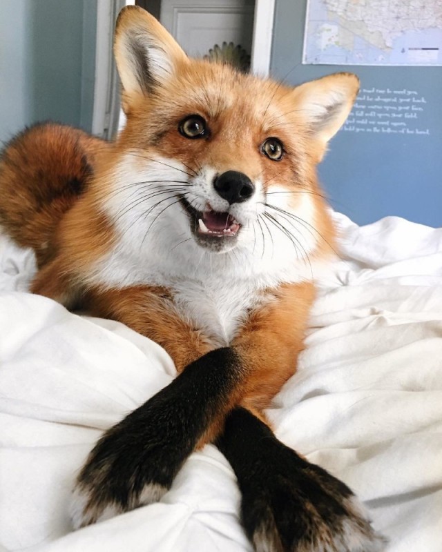 Create meme: Fox , cute foxes, Fox