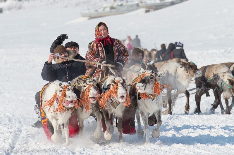 Create meme: reindeer , indigenous peoples of the north, the day of reindeer breeder
