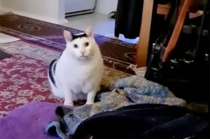 Создать мем: кот мемный, толстый белый кот, котик котэ