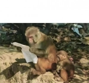 Создать мем: животные обезьяны, обезьянки, остров обезьян