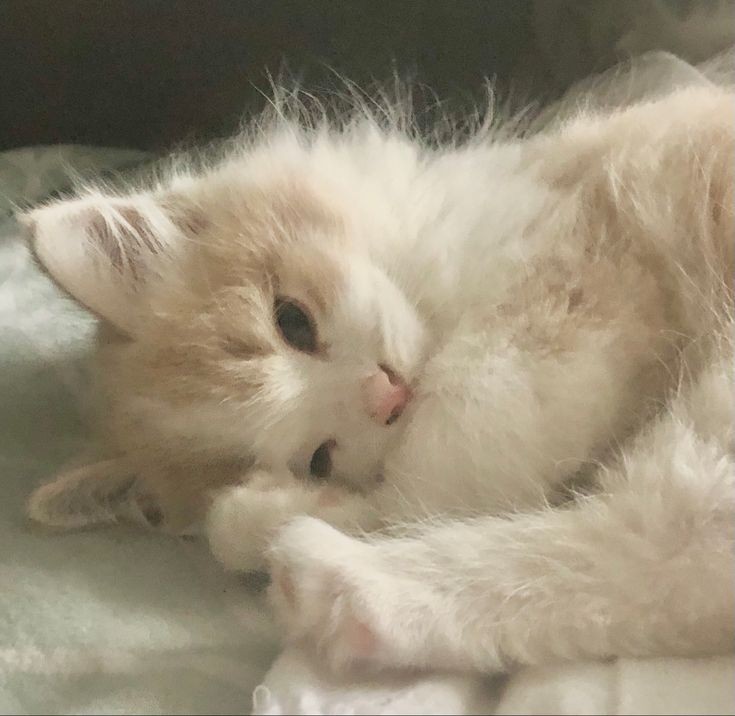 Create meme: adorable kittens, white cat, cat 