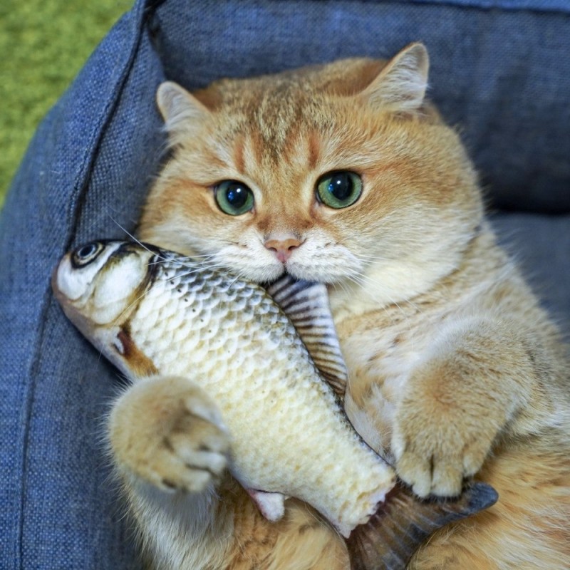 Create meme: cat with fish, fish for cats, cat with fish