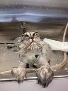 Create meme: cats pictures funny wet, cats funny after washing, wet cat pictures funny