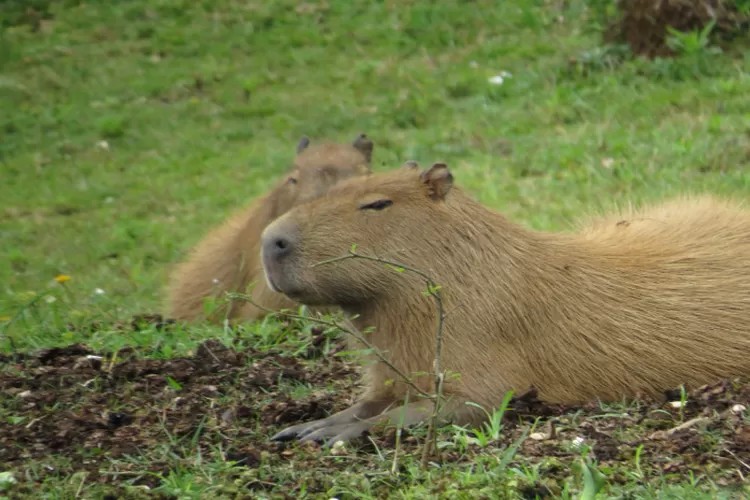 Create meme: the capybara , capybara rodent, a pet capybara