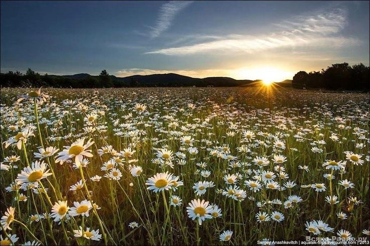 Create meme: field of daisies, a beautiful field of daisies, chamomile field