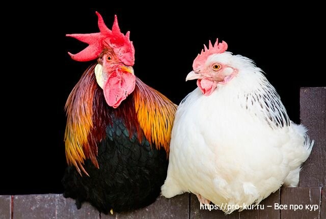 Create meme: rooster , chicken , rooster couple