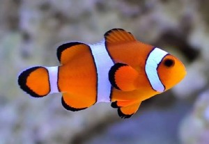 Create meme: aquarium clown fish, clown ocellaris, marine clown ocellaris
