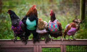 Create meme: the roosters pack, chickens, chicken