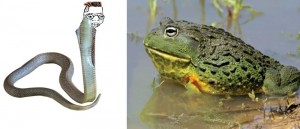 Create meme: African bull frog, frog, toad frog