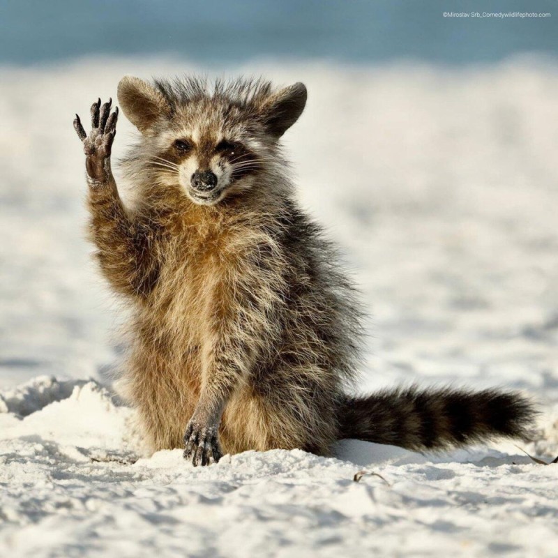 Create meme: raccoon cute, enotik a gargle, raccoon 
