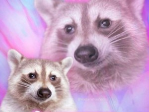 Create meme: raccoon, raccoon animal, enotik