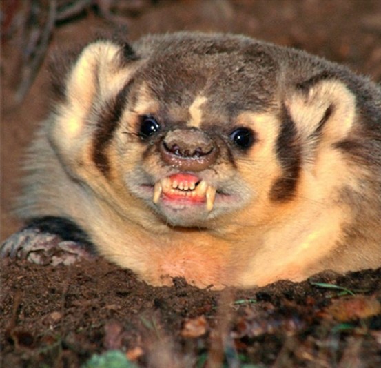 Create meme: angry honey badger, American badger, angry badger