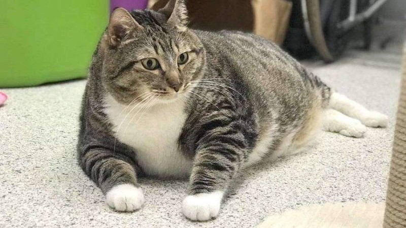 Создать мем: очень толстый кот, толстый котик, жирная кошка
