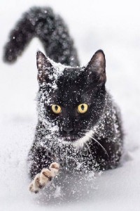 Создать мем: black cat, cat, чёрные кошки пинтерс тумблер