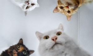 Create meme: cat, cat, memes with cats