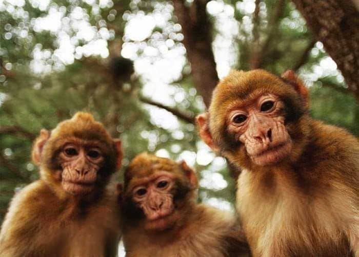 Создать мем: стадо обезьян, три обезьяны, картина три обезьяны